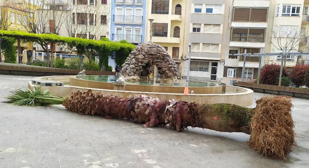 Trasplante de palmeras en Plaza San Antonio de Vinaròs