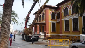 Trasplante de palmeras