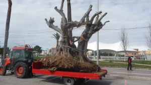 Trasplante de olivo milenario en Fora Forat